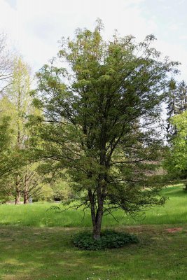 Aesculus hippocastanum 'Laciniata' - jírovec maďal - celek jaro (40)